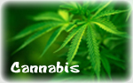 Cannabis